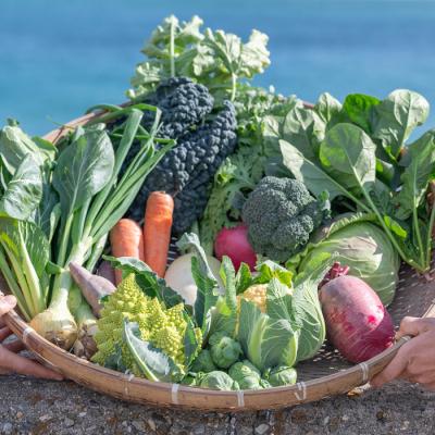ふるさと納税 淡路市 [定期便]ご家庭向けお野菜セット〜旬のおまかせBOX〜月2回×12か月 24回お届け