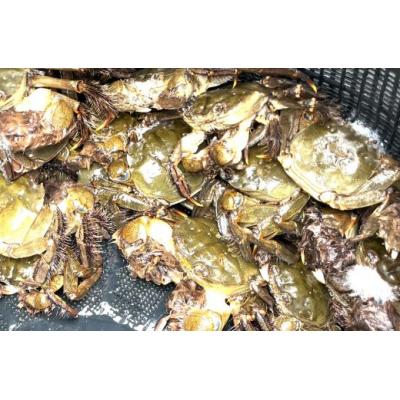 ふるさと納税 香南市 活き モクズガニ 1kg ツガニ 天然 国産 魚介類 蟹 ya-0005