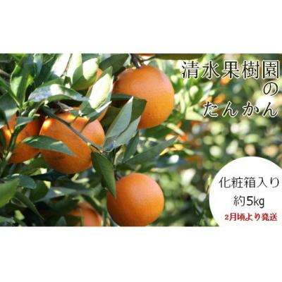 ふるさと納税 伊仙町 <2027年1月下旬より発送>清水果樹園のたんかん約5kg(化粧箱入り)