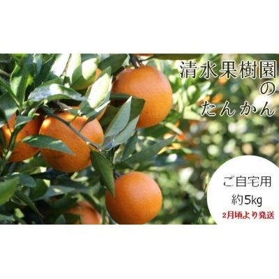 ふるさと納税 伊仙町 <2027年1月下旬より発送>清水果樹園のたんかん[ご自宅用]約5kg