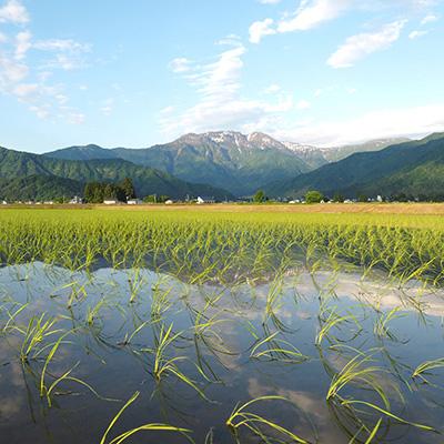 ふるさと納税 南魚沼市 【毎月定期便】南魚沼産こしひかり 玄米 5kg全3回_1