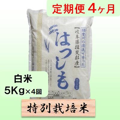 ふるさと納税 池田町 [毎月定期便]4ヶ月[令和7年産]特別栽培米5kg[白米](ハツシモ)全4回