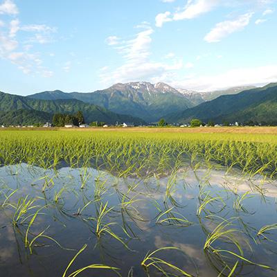 ふるさと納税 南魚沼市 【毎月定期便】特別栽培米南魚沼産こしひかり8割減 玄米 2kg全3回 |  | 02