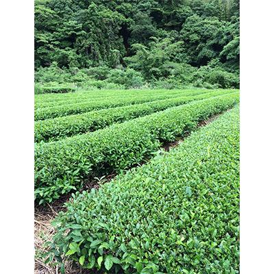 ふるさと納税 島田市 【毎月定期便】味の逸品100g×4本 全12回の画像