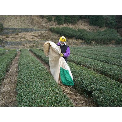 ふるさと納税 島田市 【毎月定期便】茶草場農法実践者の有機深むし煎茶100g×6本 全12回の画像