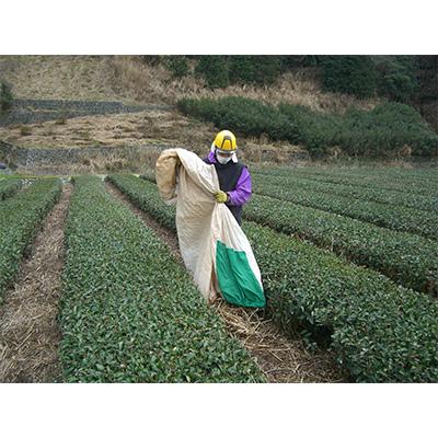 ふるさと納税 島田市 【毎月定期便】茶草場農法実践者の有機深むし煎茶100g×9本 全12回の画像