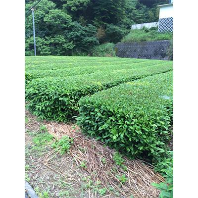 ふるさと納税 島田市 【毎月定期便】有機深むし煎茶きわみ100g×6袋 全12回の画像