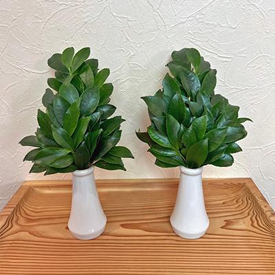 ふるさと納税 七尾市 [毎月定期便]能登乃榊 1対 (6カ月間定期配送)全6回