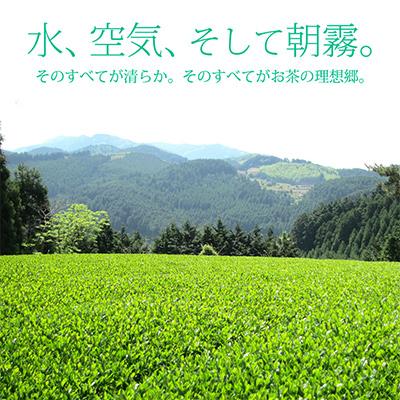 ふるさと納税 朝倉市 【毎月定期便】奥八女星野村 深蒸し高級煎茶(深蒸し茶)100g×1袋(朝倉市)全6回の画像