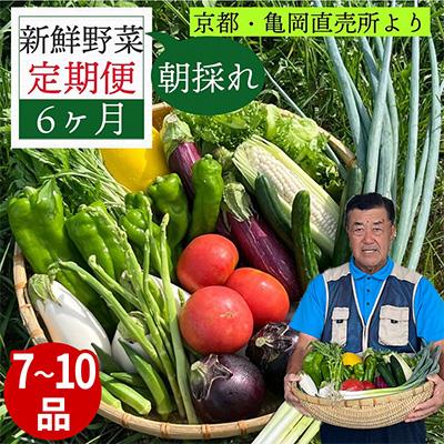 ふるさと納税 亀岡市 [毎月定期便]訳あり 農家直送!佐伯の里の新鮮 野菜セット(7〜10品目)全6回