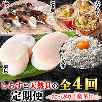 ふるさと納税 南知多町 [発送月固定定期便]しらすと天然貝の定期便 全4回