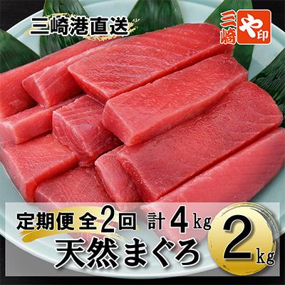 ふるさと納税 三浦市 [定期便]訳あり 老舗三崎まぐろ問屋から直送!天然マグロ赤身2kgをお届け 定期便 全2回