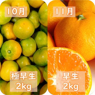 ふるさと納税 八幡浜市 【発送月固定定期便】愛咲果樹園「みかん定期便」(10月〜1月)全4回【D71-19】 |  | 01
