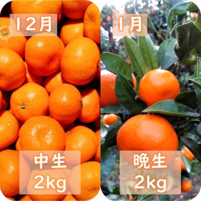 ふるさと納税 八幡浜市 【発送月固定定期便】愛咲果樹園「みかん定期便」(10月〜1月)全4回【D71-19】 |  | 02