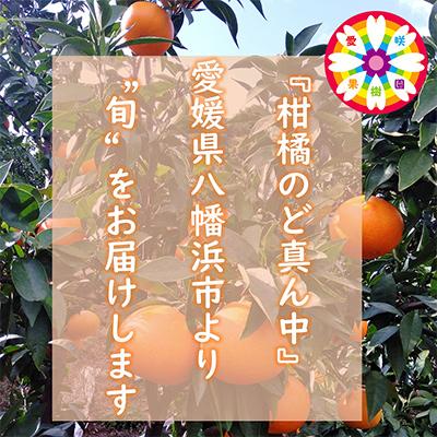 ふるさと納税 八幡浜市 【発送月固定定期便】愛咲果樹園「みかん定期便」(10月〜1月)全4回【D71-19】 |  | 03