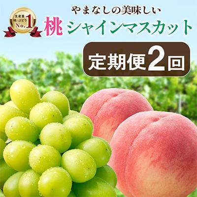 ふるさと納税 山梨市 [発送月固定定期便]山梨の美味しい[桃とシャインマスカット]定期便全2回