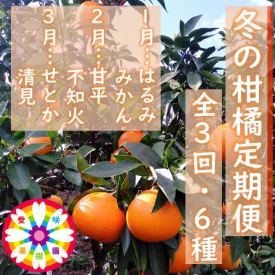 ふるさと納税 八幡浜市 [発送月固定定期便]愛咲果樹園「冬の柑橘定期便」(1月〜3月)全3回[F71-20]