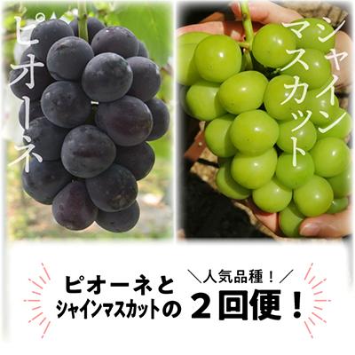 ふるさと納税 真庭市 [発送月固定定期便][2026年先行予約]ピオーネとシャインマスカットの大2房が届く(岡山産)全2回