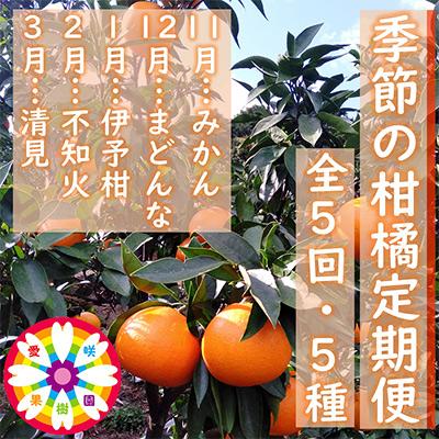 ふるさと納税 八幡浜市 [発送月固定定期便]愛咲果樹園「季節の柑橘定期便」(11月〜3月)全5回[F71-21]