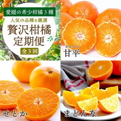 ふるさと納税 八幡浜市 [発送月固定定期便]愛媛の柑橘3品種を厳選!まどんな・甘平・せとか柑橘定期便[G25-163]全3回