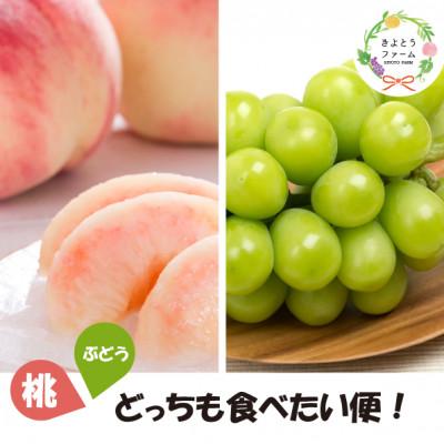 ふるさと納税 真庭市 [発送月固定定期便][2026年先行予約]桃と葡萄どっちも食べたい便![お試し便](岡山県産)全2回