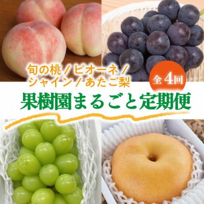 ふるさと納税 真庭市 [発送月固定定期便][2026年先行受付]桃と葡萄と梨が少しずつ届く[お試し定期便](岡山産)全4回