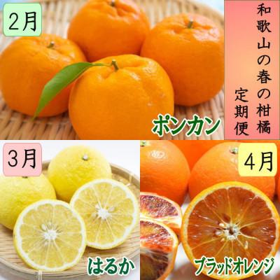 ふるさと納税 由良町 [発送月固定定期便]和歌山の春の柑橘(ポンカン・はるか・ブラッドオレンジ)定期便全3回
