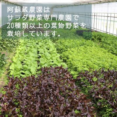 ふるさと納税 阿蘇市 【毎月定期便】サラダ菜蔬菜仕かける 3〜5品以上を毎月お届け全12回