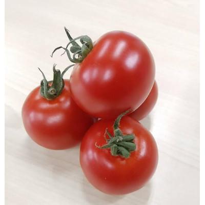 ふるさと納税 南アルプス市 【発送月固定定期便】食べ出したら止まらないフルーツトマト　甘ーいフルティカ1kg 全5回_2