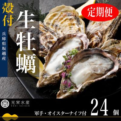 ふるさと納税 赤穂市 [発送月固定定期便]2ヶ月連続お届け 坂越かき 殻付き生牡蠣 24個 軍手・オイスターナイフ付全2回