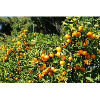 ふるさと納税 湯浅町 [発送月固定定期便]主井農園の松兵衛みかん 訳あり定期便 5kg(3回定期便11.12.1月)全3回