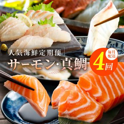 ふるさと納税 泉佐野市 [毎月定期便]人気海鮮 サーモン/真鯛 お刺身用 食べ比べ 全4回