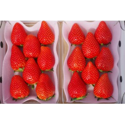 ふるさと納税 矢板市 [発送月固定定期便]澳原いちご農園のいちご4品種お届け (毎月1品種)全4回