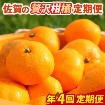 ふるさと納税 鳥栖市 [発送月固定定期便]佐賀の「贅沢」柑橘定期便全4回