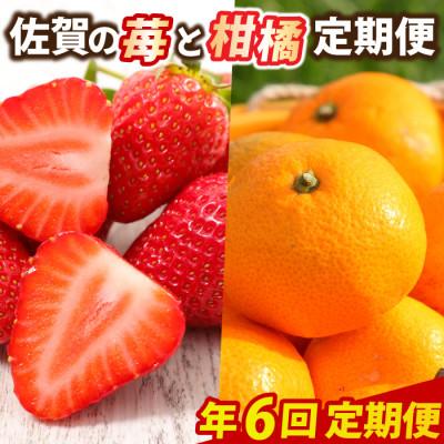 ふるさと納税 鳥栖市 [発送月固定定期便]佐賀の「苺と柑橘」定期便全6回