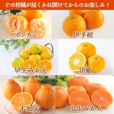 ふるさと納税 長崎市 【発送月固定定期便】柑橘 お楽しみ定期便 みかん ポンカン 不知火など フルーツおまかせ便全3回_1
