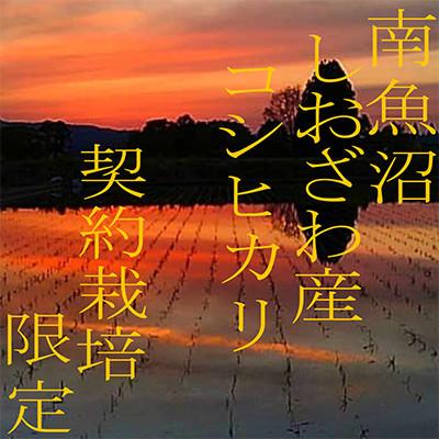ふるさと納税 南魚沼市 【発送月固定定期便】契約栽培限定 南魚沼しおざわ産コシヒカリ精米2Kg全6回_2