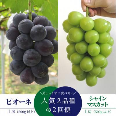 ふるさと納税 真庭市 [発送月固定定期便][2026年先行予約]ピオーネとシャインマスカットの1房ずつのお試し便!全2回
