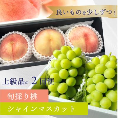 ふるさと納税 真庭市 [発送月固定定期便][2026年先行予約]厳選品の大玉桃3玉と大粒シャインマスカットの定期便!全2回