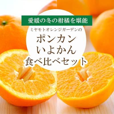 ふるさと納税 八幡浜市 [先行受付] ポンカン・いよかんセット便[訳あり][C25-194][複数個口で配送]