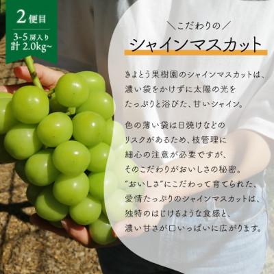 ふるさと納税 津山市 【発送月固定定期便】ピオーネとシャインマスカットの2回便! 各2.0kg〜 (岡山県産)全2回の画像