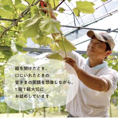 ふるさと納税 津山市 【発送月固定定期便】ピオーネとシャインマスカットの2回便! 各2.0kg〜 (岡山県産)全2回の画像
