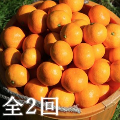 ふるさと納税 八幡浜市 [発送月固定定期便]代々橙みかん5kg(家庭用・サイズ混合)[E83-50]全2回