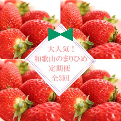 ふるさと納税 海南市 [発送月固定定期便]大人気のまりひめを満喫!300g×2パックを1月・3月・5月に発送全3回
