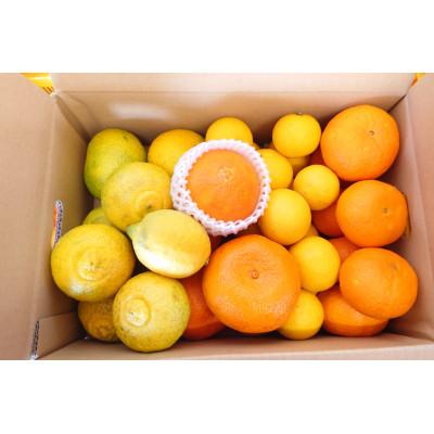 ふるさと納税 小田原市 [発送月固定定期便]1月〜4月 旬の柑橘5kg箱入り全4回
