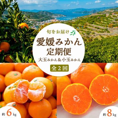 ふるさと納税 八幡浜市 [発送月固定定期便][2025年11月より発送]みかん大玉8kg×小玉6kg[E25-246]全2回