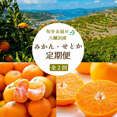 ふるさと納税 八幡浜市 [発送月固定定期便]愛媛みかん小玉6kg(訳)×せとか2kg[G25-262]全2回