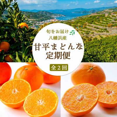 ふるさと納税 八幡浜市 [発送月固定定期便]愛媛限定栽培品種 まどんな×甘平定期便[訳あり][H25-286]全2回