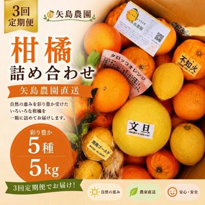 ふるさと納税 真鶴町 [発送月固定定期便]1〜3月の季節の柑橘詰め合わせ5kg(3回定期便)毎月違う楽しい柑橘Box全3回