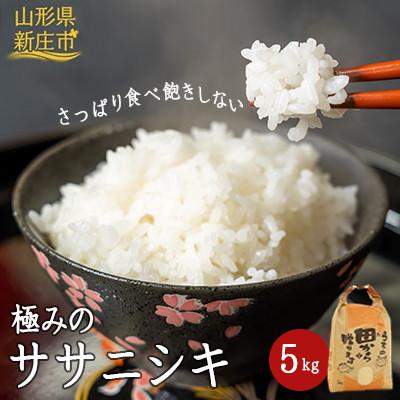 ふるさと納税 新庄市 [発送月固定定期便]極みのササニシキ(精米)5kg全3回